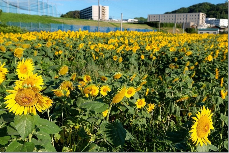 糸島市泊の「ひまわり畑」 ツーリング