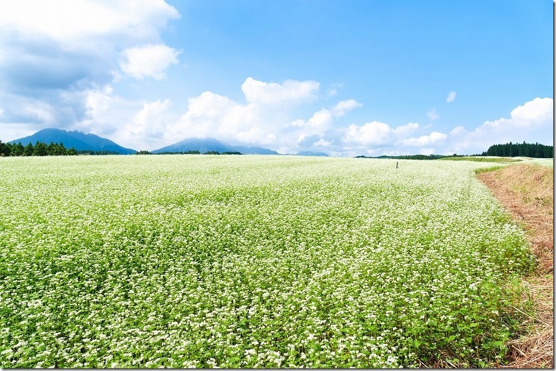 波野そばの花畑【阿蘇と一面のそばの花】