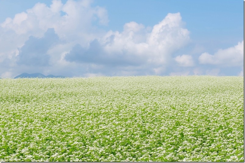波野そばの花畑【阿蘇と一面のそばの花】