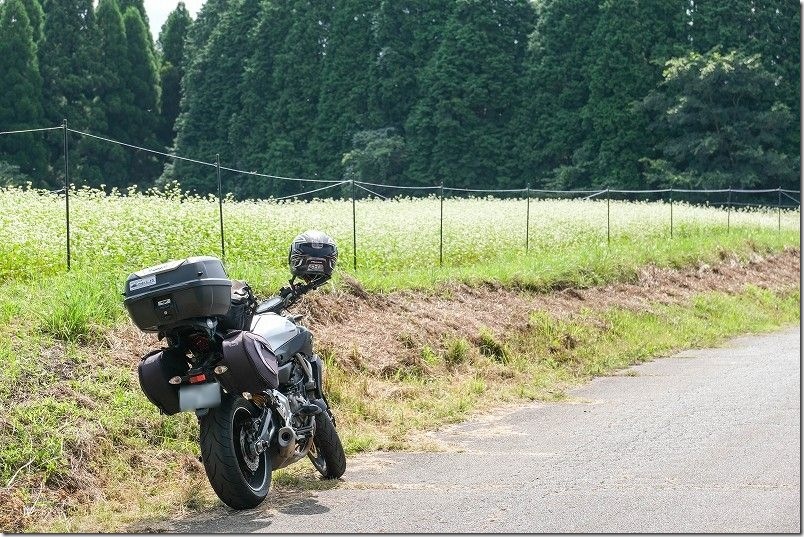 バイクツーリングで波野そばの花畑