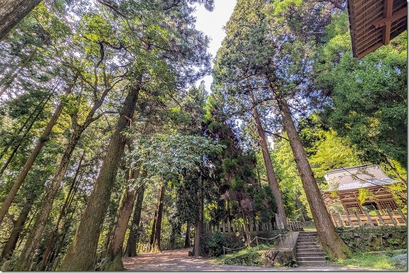 阿蘇 国造神社 本殿と杉の大木
