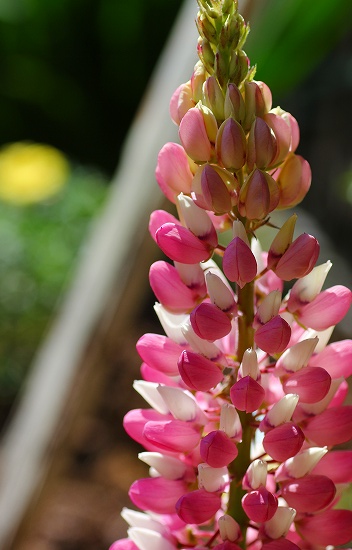 sÑriX