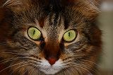 ���C���N�[���@�L�@�̃R���e���c