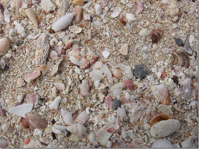 壱岐ツーリング、錦浜の貝殻