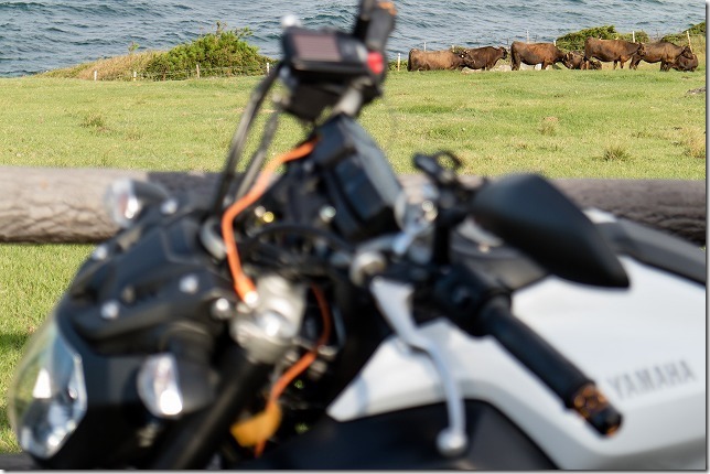 加部島の牛とバイク