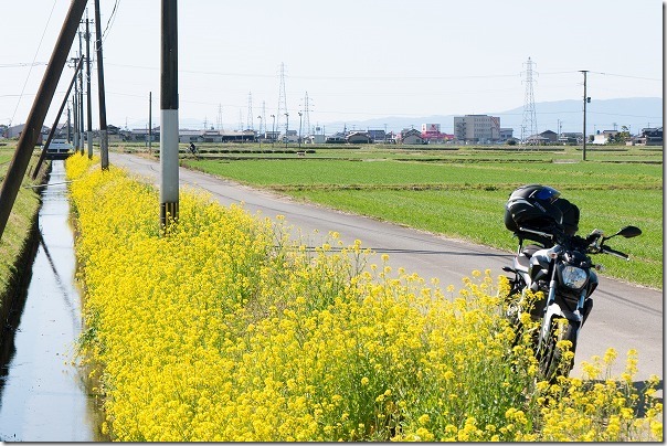 道の駅うきは近くの菜の花ロードとバイク