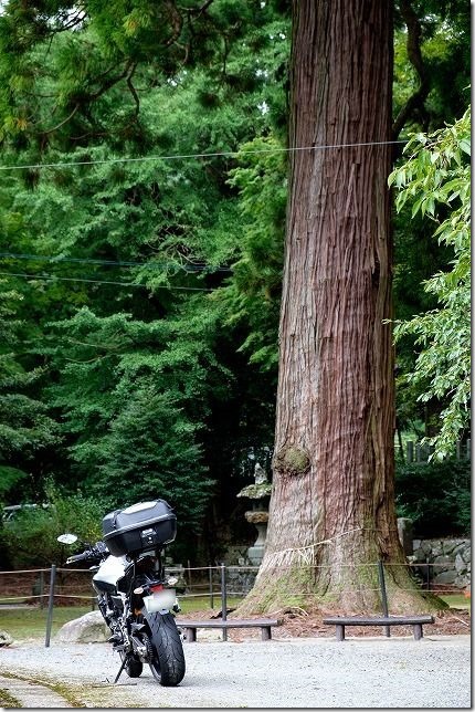 糸島、雷神社の大杉とバイク（MT-07）