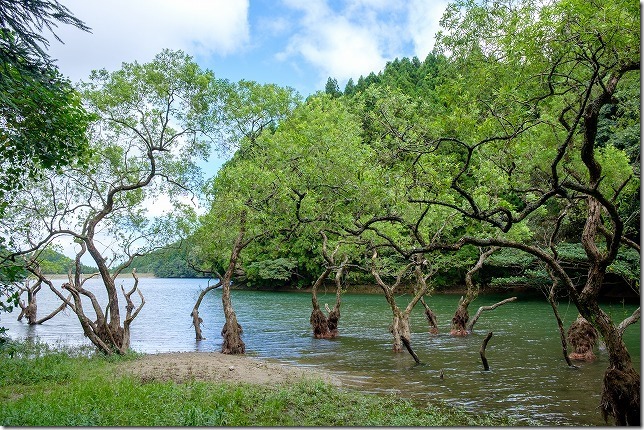 糸島、不動池で水面からでた木が神秘的