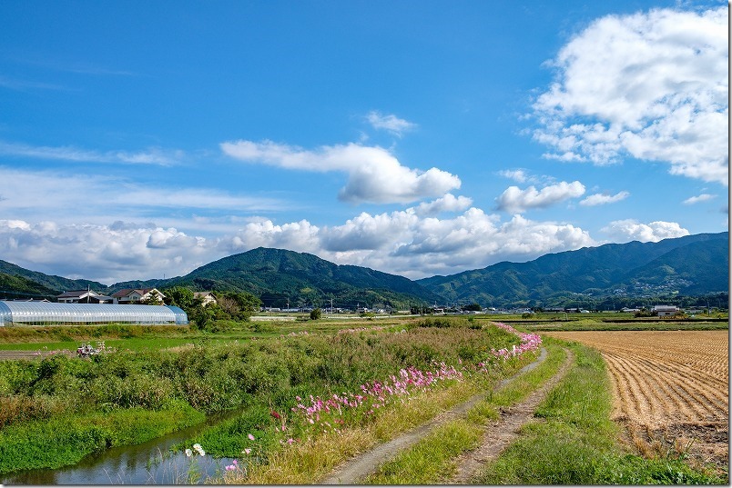 糸島、川沿いのコスモスのあぜ道