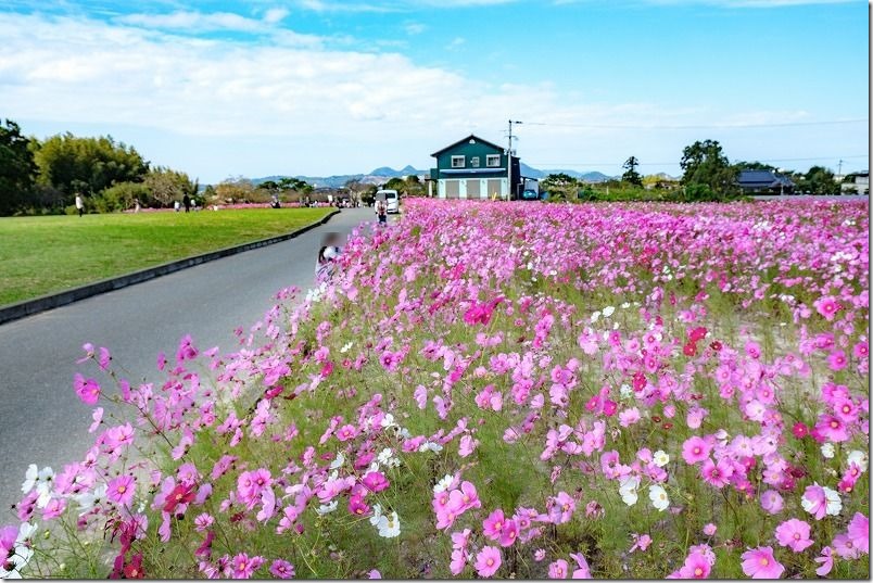 糸島。平原歴史公園のコスモス畑