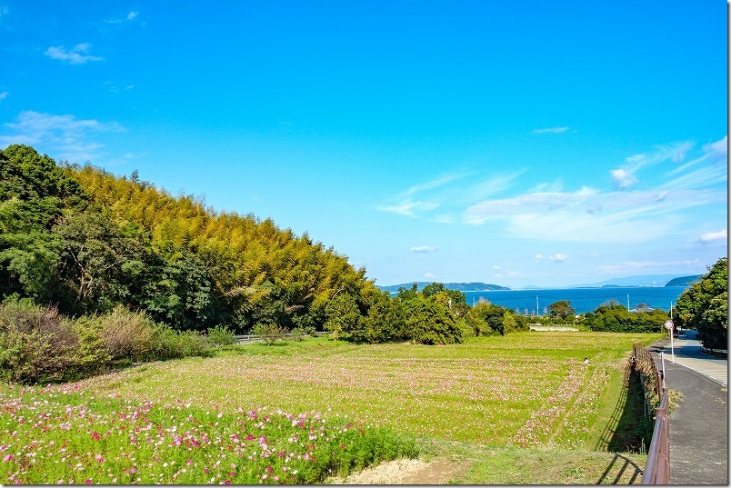 今津中田コスモス広場のコスモス