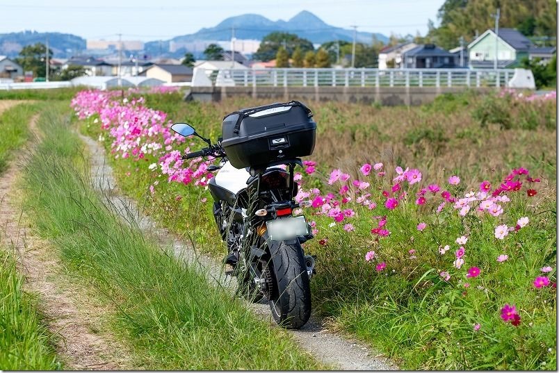 糸島、川沿いのコスモスのあぜ道、MT-07ツーリング