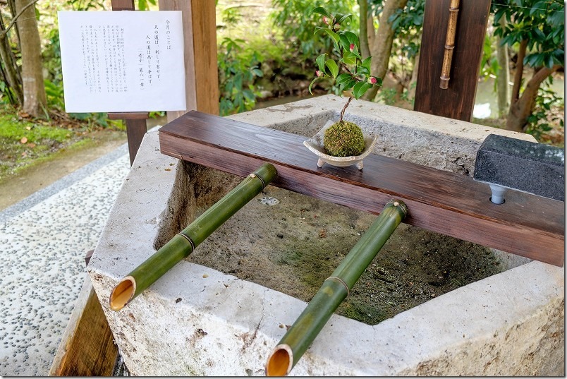 佐賀県武雄市内山町、黒髪神社、苔玉