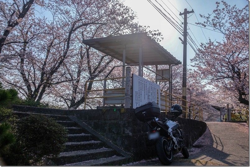 早朝ツーリング,松浦鉄道,浦ノ崎駅の桜