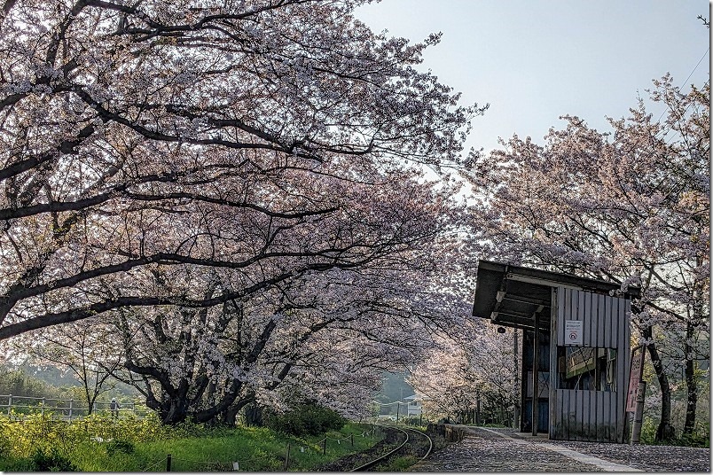 早朝,松浦鉄道,浦ノ崎駅の桜のトンネル