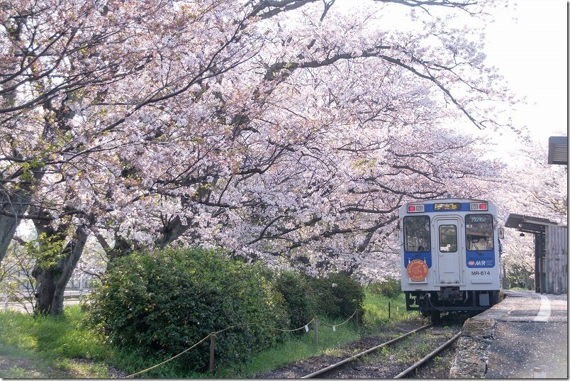 松浦鉄道,浦ノ崎駅を出発。桜舞い散る