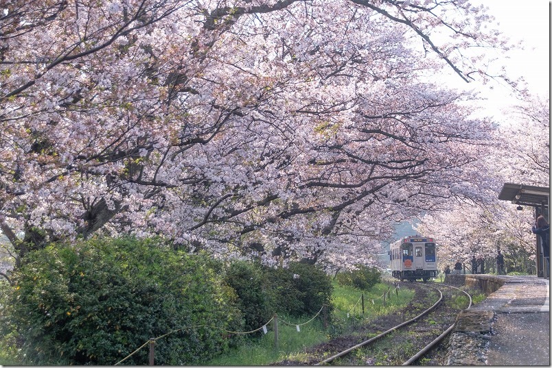 松浦鉄道,浦ノ崎駅を出発。桜舞い散る