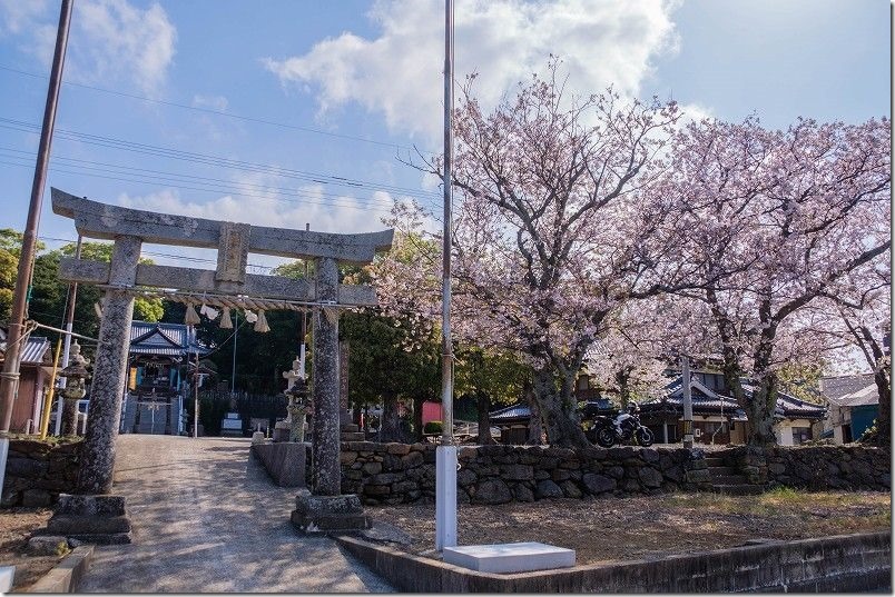 松浦市星鹿町、姫神社の桜