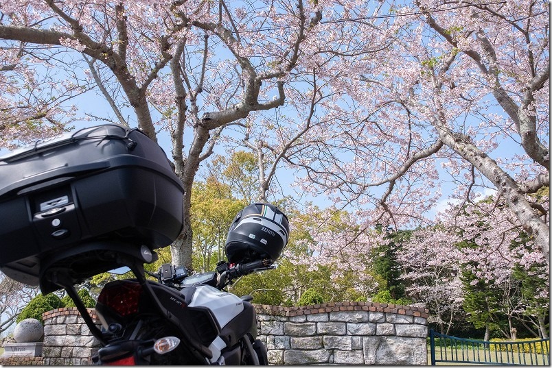 平戸「キッチンふじ工房」付近の桜