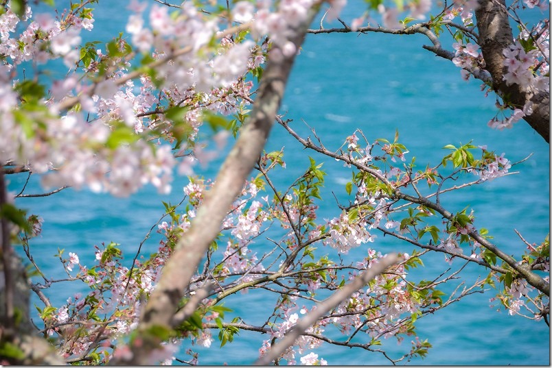 平戸ツーリング、木々津町の海と桜