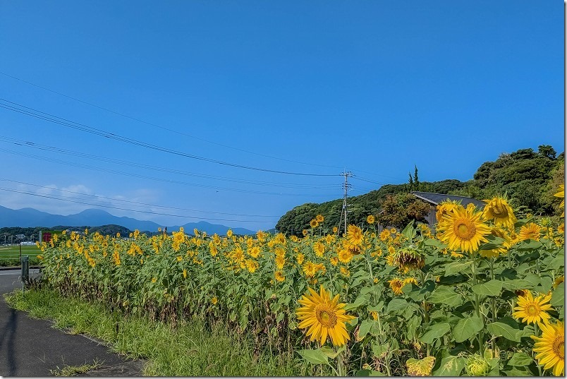 糸島、志摩西貝塚の「ひまわり畑」