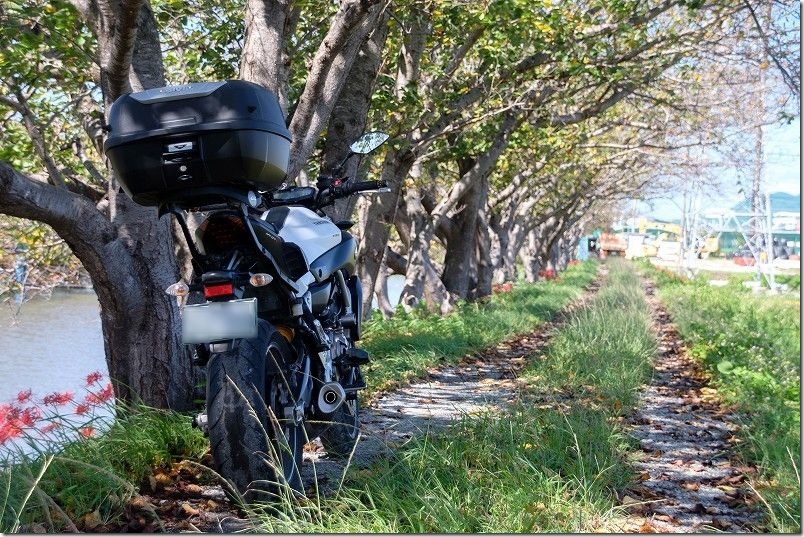 NHK 朝ドラ「おむすび」のロケ地。バイクで聖地巡礼。瑞梅寺川（池田川）の桜並木