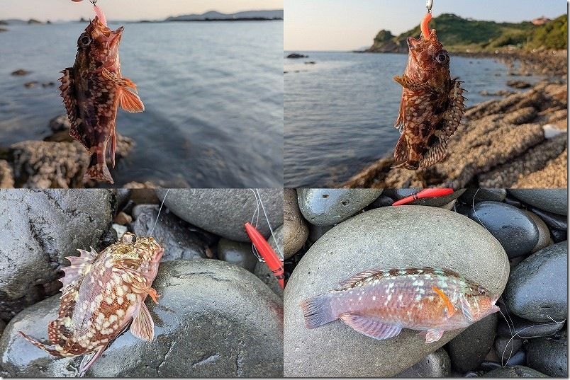 島の小さなキャンプ場 toto・ん・トコ 魚釣り 釣れた魚（アラカブ、ベラ）