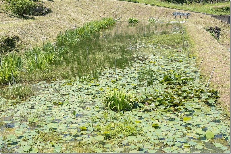 すみやまビオトープ 5月