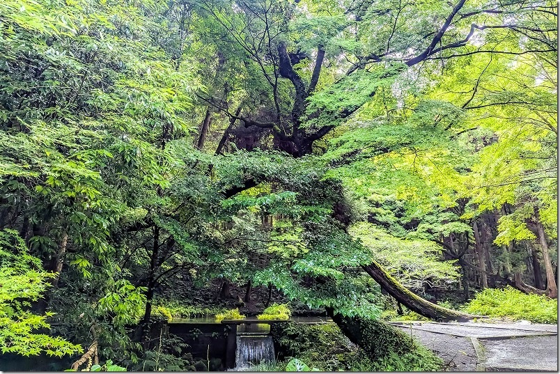 山吹水源【標高820m】