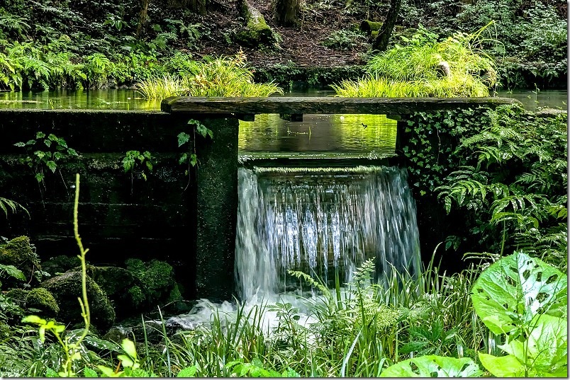 雨上がりの山吹水源を散策