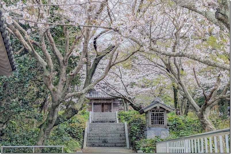 糸島市二丈にある鎮懐石八幡宮の高台の境内の桜のトンネル 糸島市二丈にある鎮懐石八幡宮の高台の境内の桜のトンネル