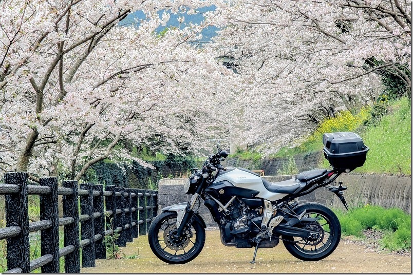 バイク ツーリング 加茂ゆらりんこ橋へ登る手前にある川横の桜並木 バイク ツーリング 加茂ゆらりんこ橋へ登る手前にある川横の桜並木