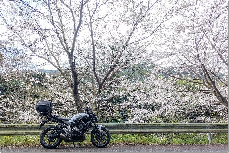 バイク ツーリング 加茂ゆらりんこ橋へ登る手前にある川横の桜並木 バイク ツーリング 加茂ゆらりんこ橋へ登る手前にある川横の桜並木