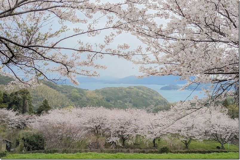 加茂ゆらりんこ橋の満開の桜の景観 糸島の海と桜 加茂ゆらりんこ橋の満開の桜の景観 糸島の海と桜