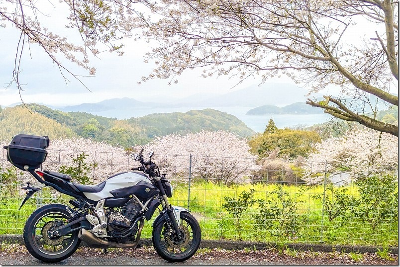 バイク ツーリング 加茂ゆらりんこ橋の満開の桜とバイクの撮影スポット バイク ツーリング 加茂ゆらりんこ橋の満開の桜とバイクの撮影スポット