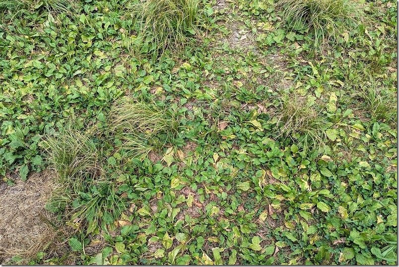 脊振山頂広場 キャンプ場の草地の状態｜やや草が伸びたとこ
